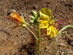 Cleome foliosa lutea