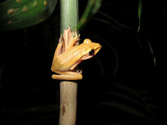 Polypedates leucomystax