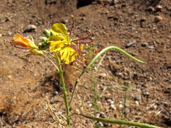 Cleome foliosa lutea