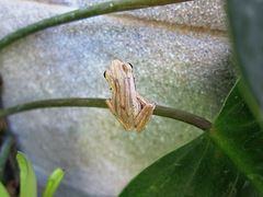 Polypedates leucomystax