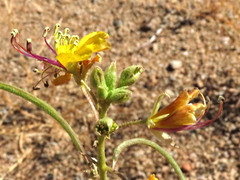 Cleome foliosa lutea