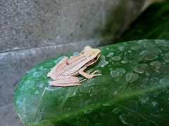 Polypedates leucomystax