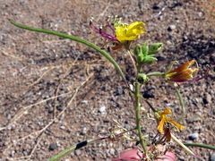 Cleome foliosa lutea