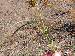 Cleome foliosa lutea