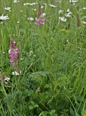 Onobrychis viciifolia