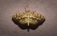 Haritalodes obliqualis