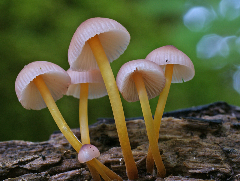 beautiful bonnet