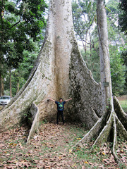 Canarium decumanum