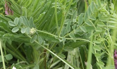 Onobrychis viciifolia