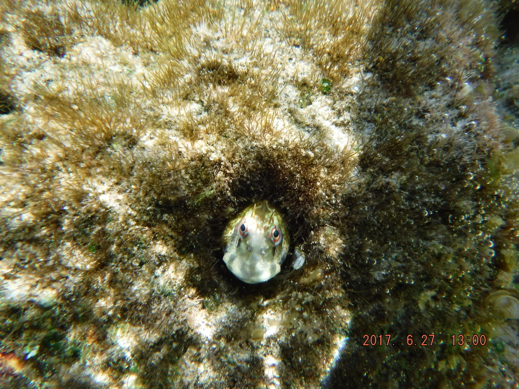 Blue-dashed rockskipper