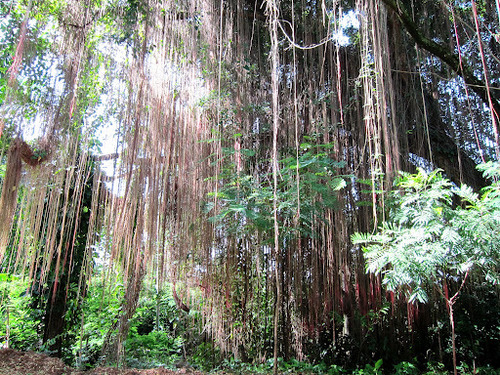 Cissus subtetragona