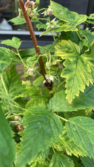Bombus hypnorum
