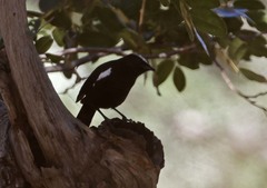 Myrmecocichla arnotti