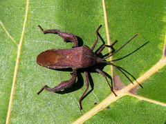 Anoplocnemis phasianus