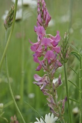 Onobrychis viciifolia