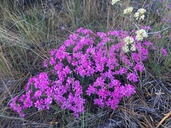 Phlox hirsuta