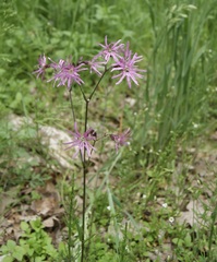 Silene flos-cuculi