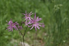 Silene flos-cuculi