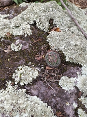 Mammillaria rettigiana