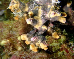 Antropora tincta