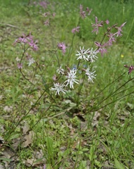 Silene flos-cuculi