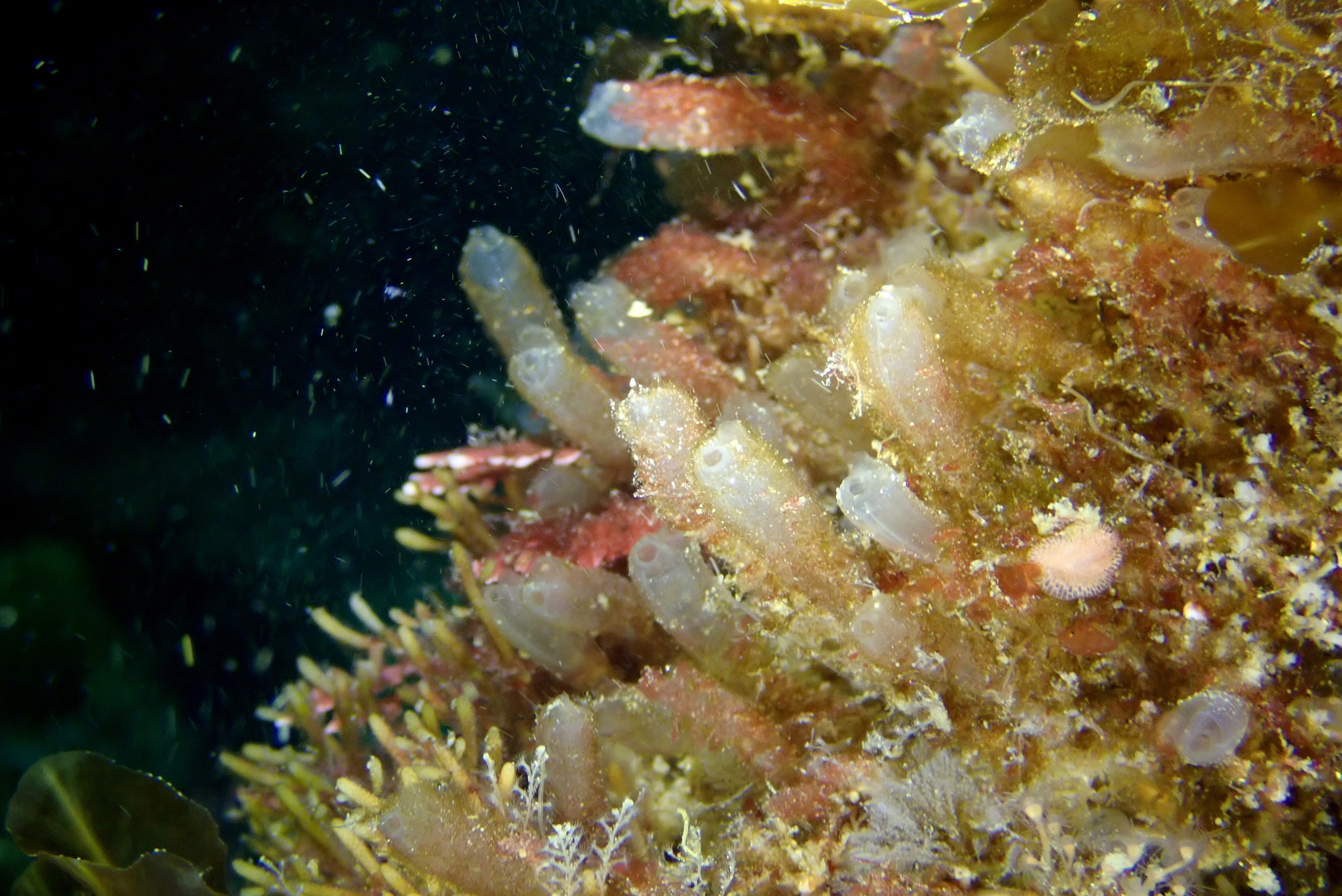 Euherdmania claviformis (Ritter, 1903)