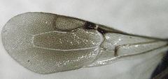 Sierola thorpei