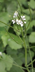 Alliaria petiolata