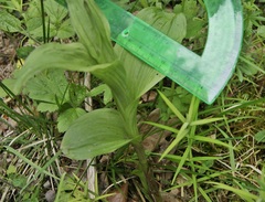 Epipactis