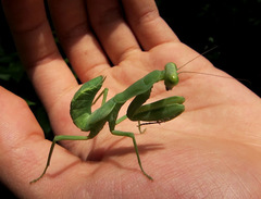 Hierodula patellifera