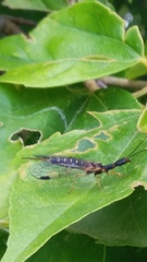 Parainocellia bicolor