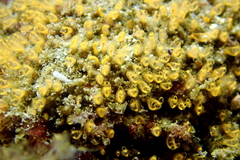 Pycnoclavella stanleyi