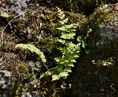 Woodsia obtusa