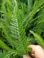 Achillea millefolium