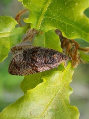 Argyroploce concretana