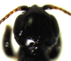 Sierola thorpei