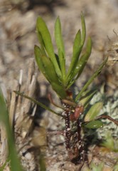 Plantago aristata