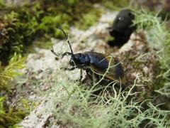 Monocesta ducalis