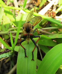 Cophinopoda