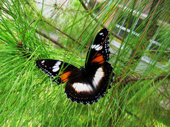 Hypolimnas bolina nerina