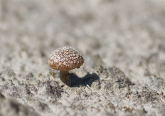 Inocybe impexa