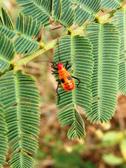 Dysdercus cingulatus