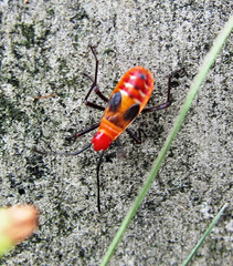 Dysdercus cingulatus