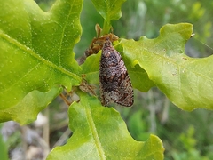 Argyroploce concretana