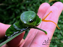 Papilio memnon agenor