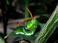 Papilio memnon agenor