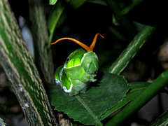 Papilio memnon agenor