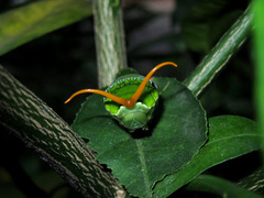 Papilio memnon agenor