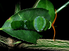 Papilio memnon agenor