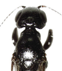 Sierola thorpei